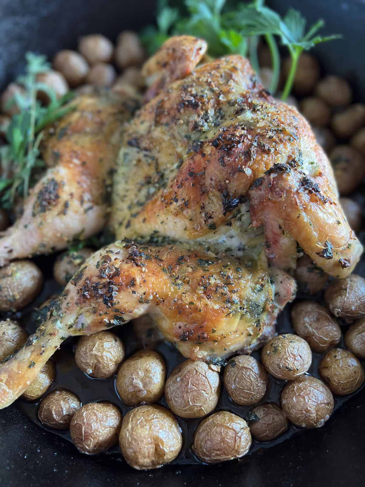 Close up of spatchcock roasted chicken in a cast iron pan surrounded with crispy roasted potatoes.
