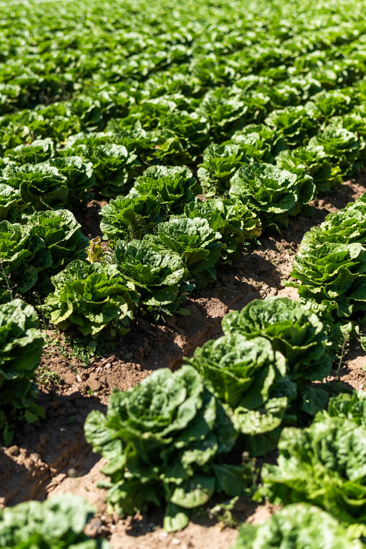 Organic lettuce growing at Lakeside Organic Gardens in Monterey, California.