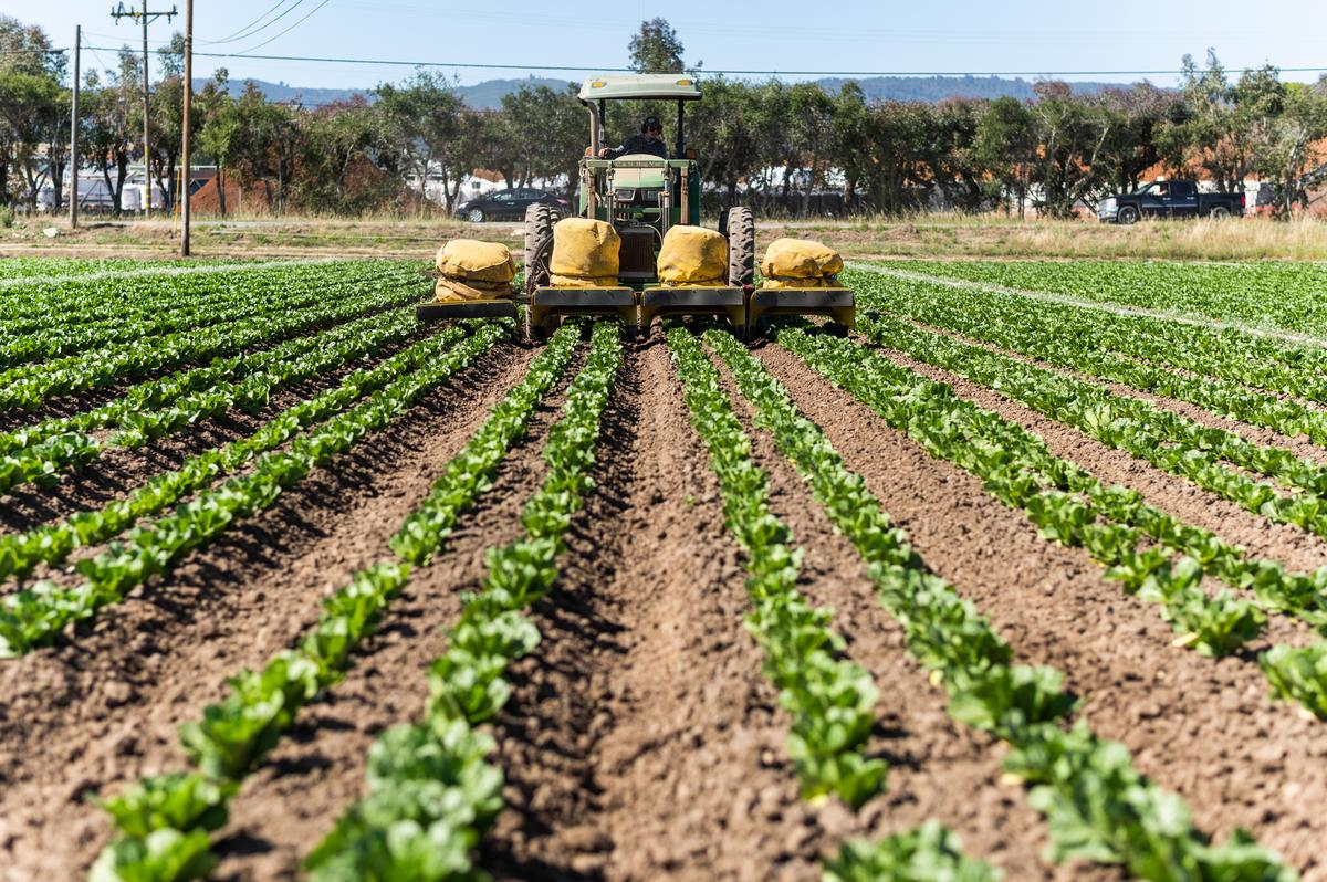 Farm machinery controlling pests on organic lettuce crops.