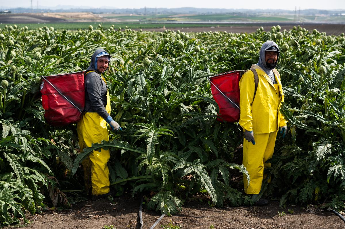 Farm workers in an artichoke field with canastas strapped to their backs.