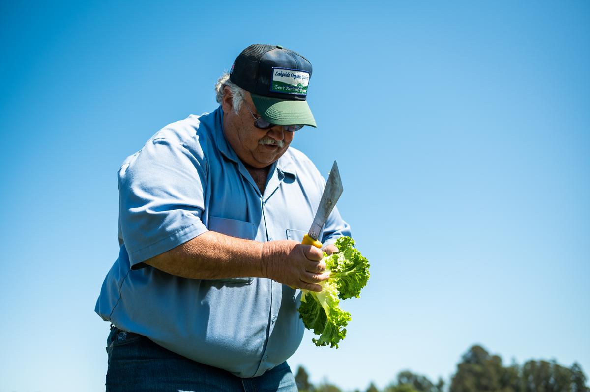 Lakeside Organic Gardens farm owner Dick Peixoto holding a knife and a head of lettuce.